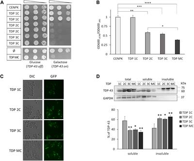 Nucleolin Rescues TDP-43 Toxicity in Yeast and Human Cell Models